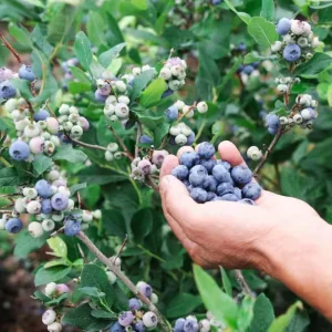 Windsor Southern Highbush Blueberry Live Plants - 2 Pack, 4-6