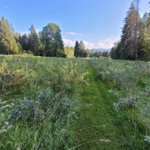 Windsor Southern Highbush Blueberry Live Plants - 2 Pack, 4-6