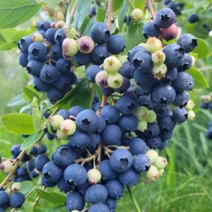 Windsor Southern Highbush Blueberry Live Plants - 2 Pack, 4-6" Tall Starter, Outdoor - Image 1