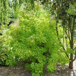 Winecraft Gold Smokebush Live Plant – 4 inch Pot – Outdoor Shrub - Image 3