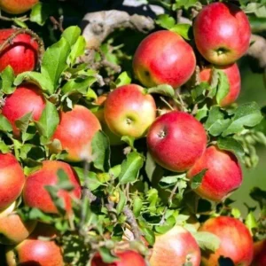 Winsap Apple Tree Live Plant - Rooted Starter, Up to 2.5 ft Tall, Outdoor Fruit - Image 1