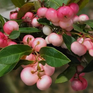 Winter Fiesta Wintergreen Live Plant - Gaultheria Procumbens - 4" Pot Outdoor - Image 2