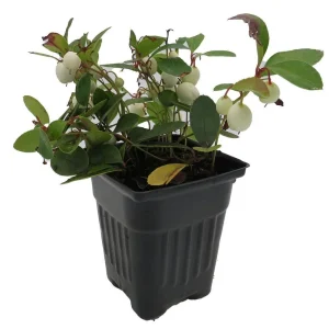 Winter Fiesta Wintergreen Live Plant - Gaultheria Procumbens - 4