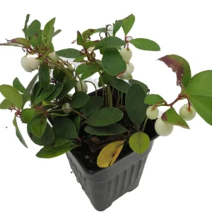 Winter Fiesta Wintergreen Live Plant - Gaultheria Procumbens - 4