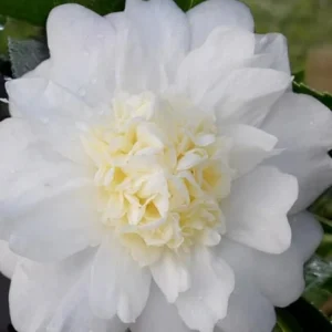 Winter Snowman Camellia Live Plant - 4 inch Pot - Fall Blooming White Flowers - Image 1