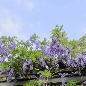 Wisteria Blue Bare-Root Vine - 6-12'' Tall - 25 or 50 Pack - Outdoor Climber - Image 1