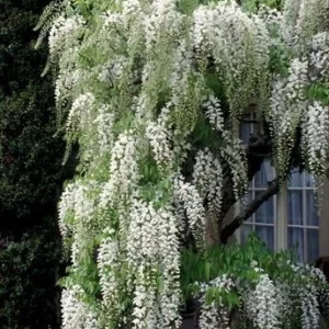 Wisteria Live Plant - 3ft Tall, White or Purple Blooms, Outdoor Garden Vine - Image 1