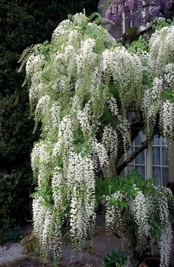 Wisteria Live Plant - 3ft Tall, White or Purple Blooms, Outdoor Garden Vine - Image 1