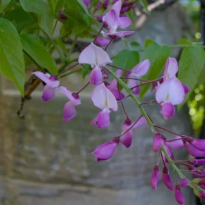 Wisteria Shiro-Beni Live Plant - Silky Pink & White Blooms, 2 ft Tall, 6 inch Pot - Image 1