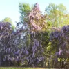 Wisteria Sinensis Live Tree, Blue-Violet Flowers, 12" Tall in 3" Pot - Image 1