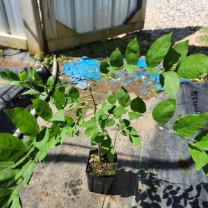 Wisteria Sinensis Live Tree, Blue-Violet Flowers, 12" Tall in 3" Pot - Image 2