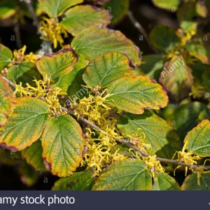 Witch Hazel Hamamelis vernalis Bare Root Starter Plant 8-16 Inch - Outdoor Bush - Image 3