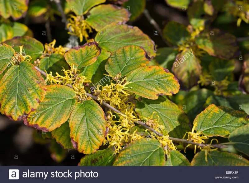 Witch Hazel Hamamelis vernalis Bare Root Starter Plant 8-16 Inch