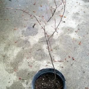 Witch Hazel (Hamamelis vernalis) Starter Plant - 8-16 Inch Bare Root Set of 2, Outdoor Bush - Image 5