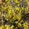 Witch Hazel Live Plant - Hamamelis virginiana, Quart Pot, Fall Blooming Shrub, Outdoors - Image 1