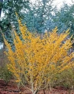 Witch Hazel Live Plant - Hamamelis virginiana, Quart Pot, Fall Blooming Shrub, Outdoors - Image 2