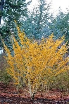 Witch Hazel Live Plant - Hamamelis virginiana, Quart Pot, Fall Blooming Shrub, Outdoors - Image 2