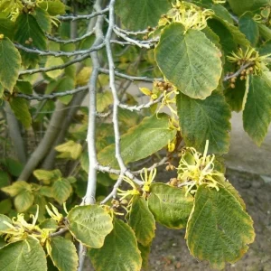 Witch Hazel Live Plant – Quart Pot – Fragrant Fall Blooming Shrub – Outdoor - Image 4