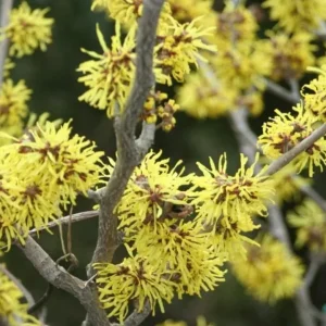 Witch Hazel Live Plant – Quart Pot – Fragrant Fall Blooming Shrub – Outdoor - Image 5