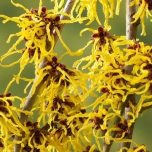 Witch Hazel Live Plant – Quart Pot – Fragrant Fall Blooming Shrub – Outdoor - Image 6