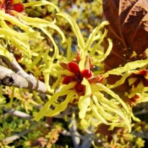 Witch Hazel Live Plant – Quart Pot – Fragrant Fall Blooming Shrub – Outdoor - Image 7