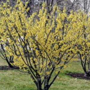 Witch Hazel Live Plant – Quart Pot – Fragrant Fall Blooming Shrub – Outdoor - Image 1