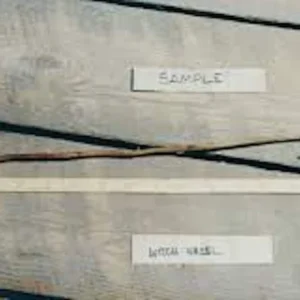 Witch Hazel Tree Live Plant 12-24in Tall - Hamamelis virginiana Native - Image 2