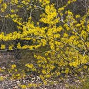 Witch Hazel Tree Live Plant 12-24in Tall - Hamamelis virginiana Native - Image 1
