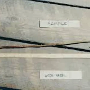 Witch Hazel Tree Live Plant - Hamamelis virginiana - 12-24 inches Tall - Native Tree - Image 2