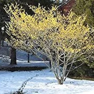 Witch Hazel Tree Live Plant - Hamamelis virginiana - 12-24 inches Tall - Native Tree - Image 5