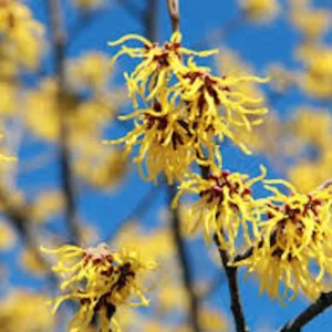 Witch Hazel Tree Live Plant - Hamamelis virginiana - 12-24 inches Tall - Native Tree - Image 6