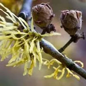 Witch Hazel Tree Live Plant – Hamamelis virginiana Native – 12-24in Tall - Image 4
