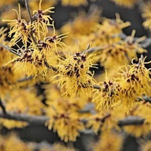 Witchhazel Live Plant (Hamamelis Virginiana) - 2-Pack, 4" Container - Image 1