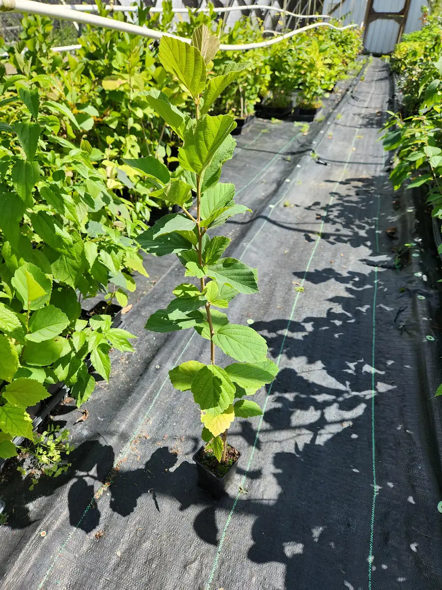 Witchhazel Live Plant (Hamamelis Virginiana) - 4 inch Container, 8 inch Tall Shrub - Image 2