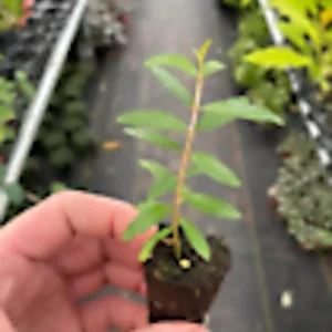 Wonderful Pomegranate Fruit Tree Live Plant - Edible Punica Granatum - Image 5