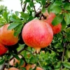 Wonderful Pomegranate Live Tree – 3 Gallon Pot – Sweet-Tart Fruit – Outdoor - Image 1