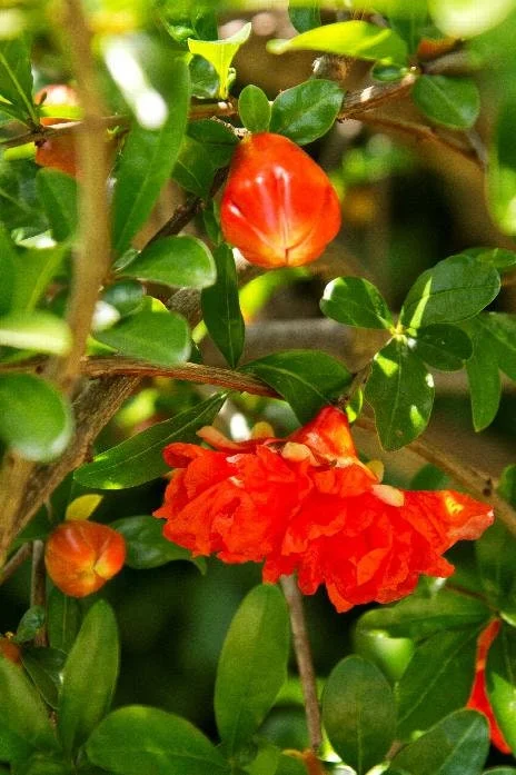 Wonderful Pomegranate Tree Live Plant – 1-2 Feet Tall – Grown in 6 Inch Pot - Image 2