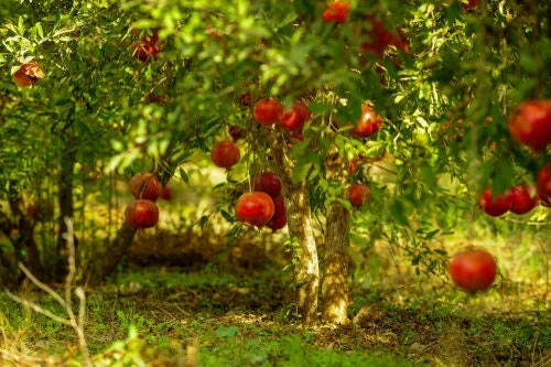 Wonderful Pomegranate Tree Live Plant – 1-2 Feet Tall – Grown in 6 Inch Pot - Image 3