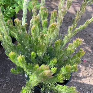 Woolly Bush (Adenanthos Sericeus) Ship in 6" Pot - Image 1