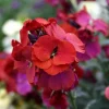 Wormseed Wallflower Live Plant - Erysimum Cheiranthoides Perennial Flower, 18-24 inches tall, Outdoor - Image 1