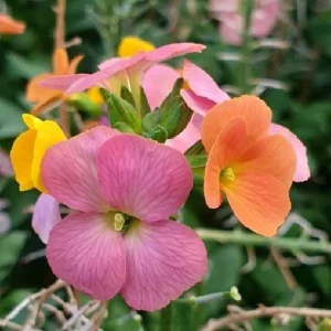 Wormseed Wallflower Live Plant - Erysimum Cheiranthoides Perennial Flower, 18-24 inches tall, Outdoor - Image 5