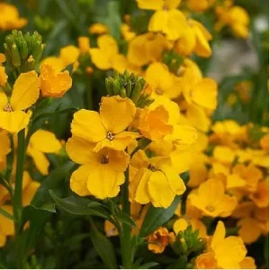 Wormseed Wallflower Live Plant - Erysimum Cheiranthoides Perennial Flower, 18-24 inches tall, Outdoor - Image 6