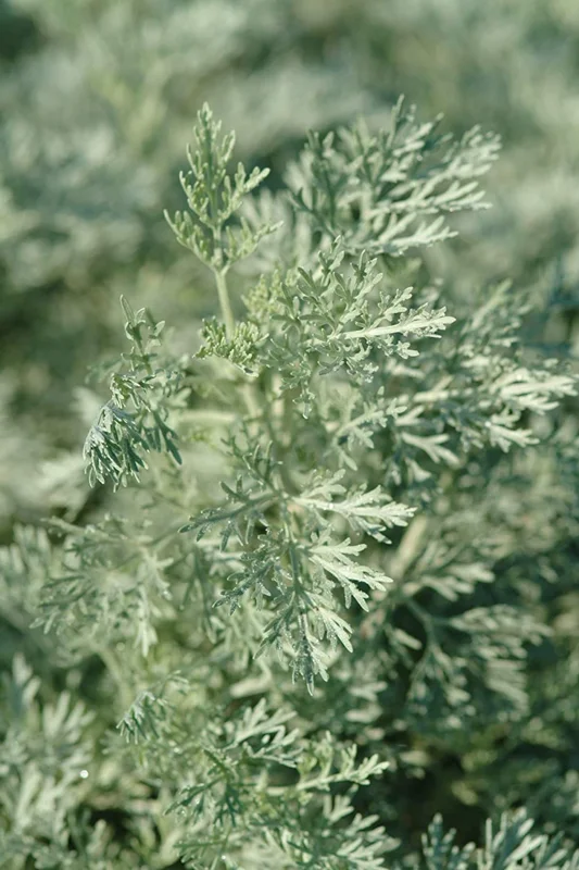 Wormwood Herb Live Plant - 1 Foot Tall, Potted in 6 inch Container - Image 1