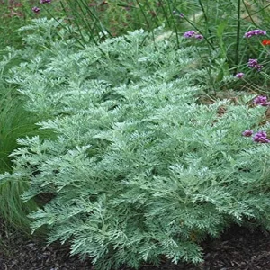 Wormwood Herb Live Plant - 1 Foot Tall, Potted in 6 inch Container - Image 2