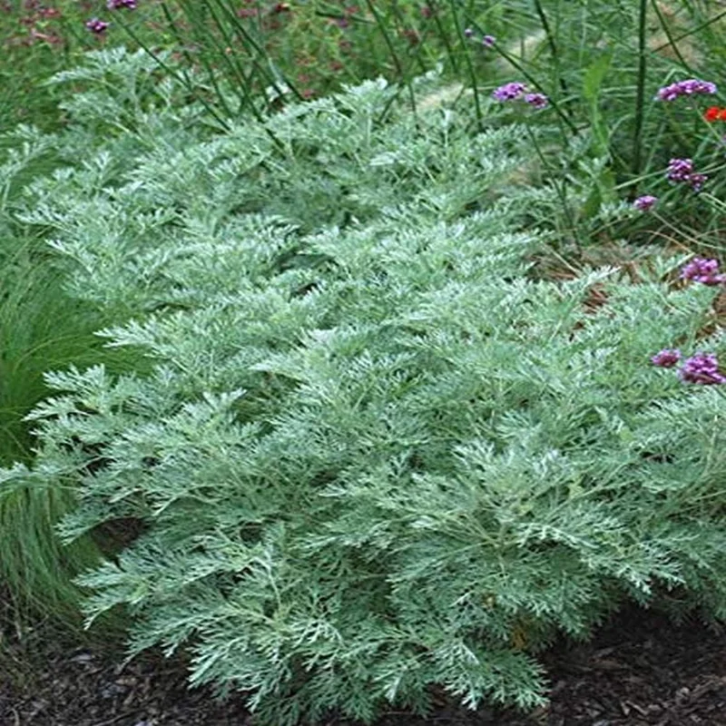 Wormwood Herb Live Plant - 1 Foot Tall, Potted in 6 inch Container - Image 2