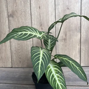 Xanthosoma Lindenii Magnificum Live Plant – Angel Wing Plant – 6 inch Pot - Image 5