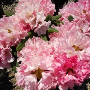 Yaku Prince Rhododendron Live Plant – Hardy Shrub – 4 inch Pot – Outdoor - Image 2