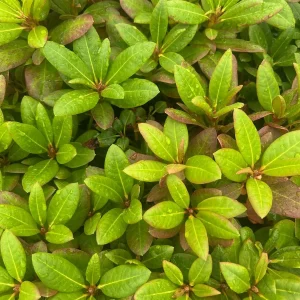 Yaku Prince Rhododendron Live Plant – Hardy Shrub – 4 inch Pot – Outdoor - Image 4