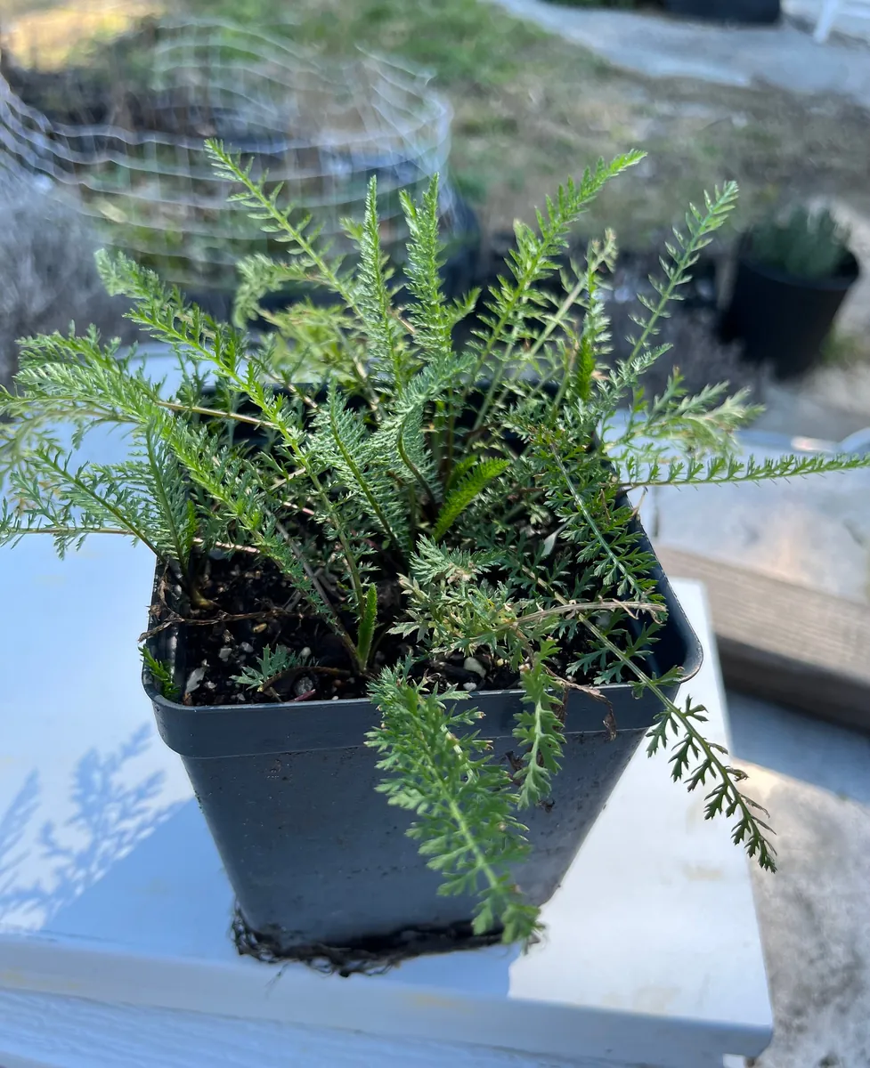 Yarrow Achillea Millefolium Live Plant – Organically Grown – 3.5 inch Pot - Image 2