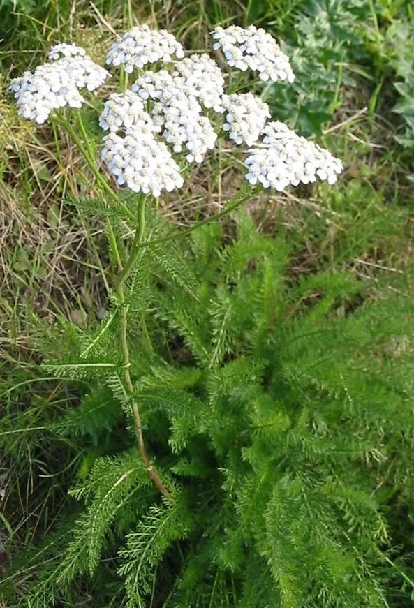 Yarrow Achillea Millefolium Live Plant – Organically Grown – 3.5 inch Pot - Image 3